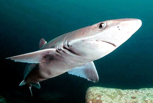Squalus acanthias_08.jpg